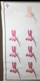 Erfelijkheidsleer bij planten  Cryptomerie Vlasbekje