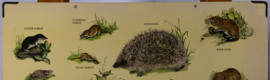 Muis Egel