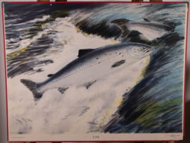 Zalm
