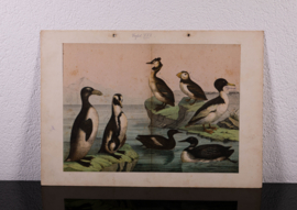 Schreiber Eend, Gans, Pinguin en Fuut