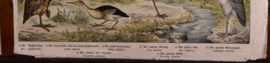 Schreiber Kievit Ibis Kraanvogel