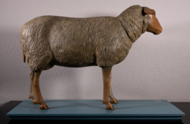 Schaap