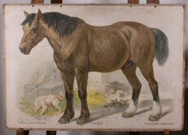 Paard