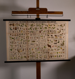 Schadelijke insecten