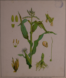 Botanisch  8