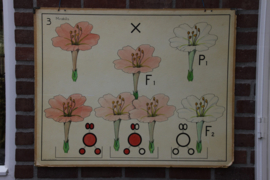 Erfelijkheidsleer Planten Mirabilis