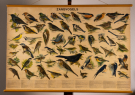 Zangvogels