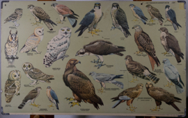 Roofvogels