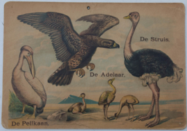 Pelikaan,de Adelaar en de Struis
