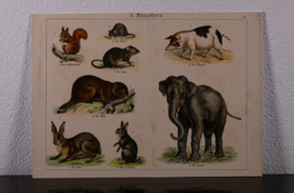 Schreiber Olifant Eekhoorn