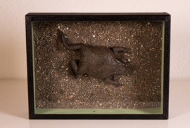 Vintage oude school  vitrine kastje  - Pad.
