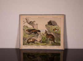 Schreiber Das Kangoeroe