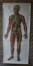 Skelet  voorzijde