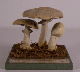 Agaricus Silvicola Vittadini
