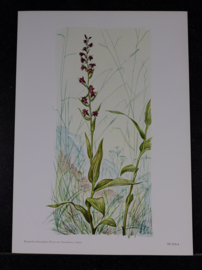 6 Plaatjes Botanisch
