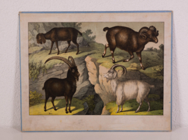 Schreiber Wild Schaap Wilde Geit