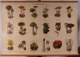 Paddestoelen II