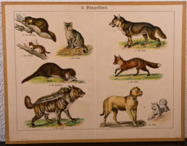 Schreiber Hond Vos Wolf
