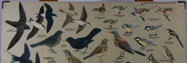 Zangvogels 1