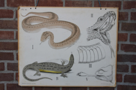Slang hagedis kameleon