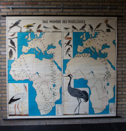 Het wonder van de vogeltrek