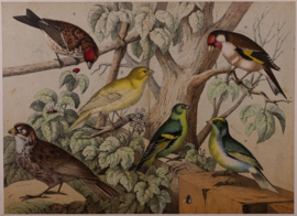 Schreiber Huismus, Vink, Kanarie en Putter