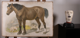 Paard