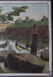 Vogels oa Roodborst Kwikstaart