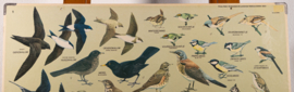 Zangvogels 1