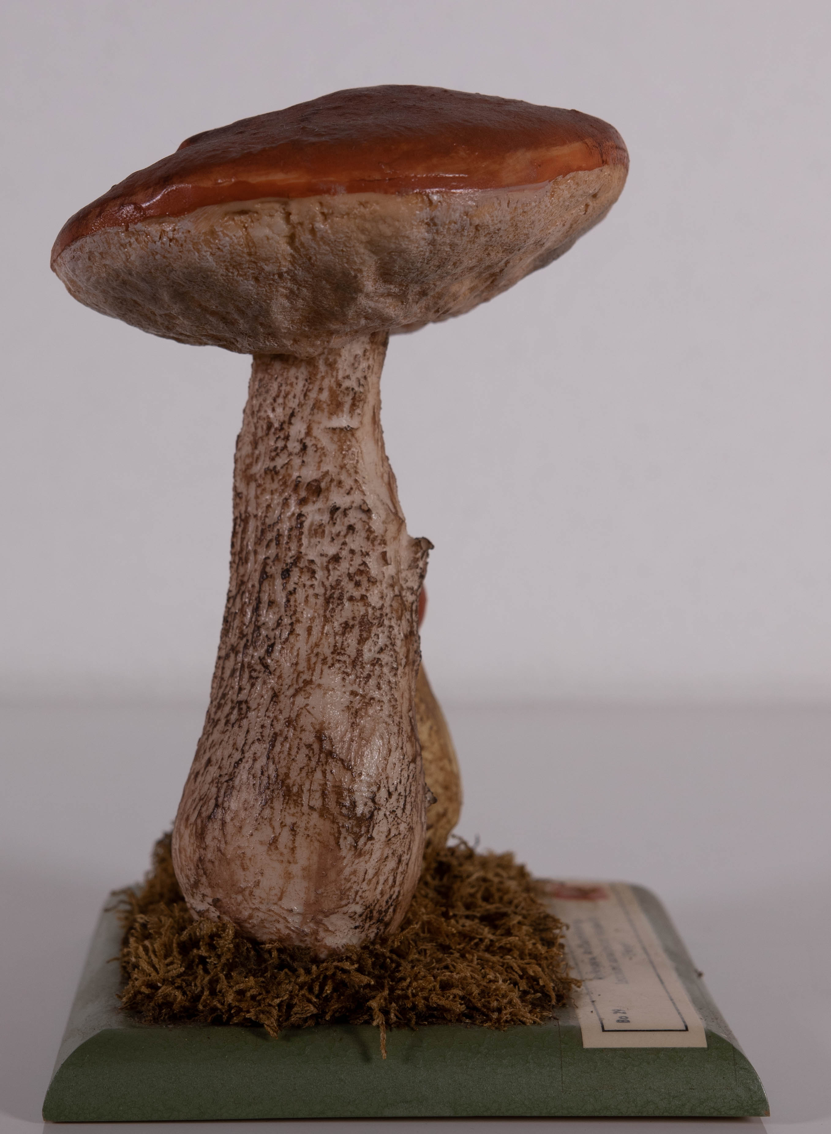 Leccinum Aaurantiacum
