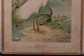 Grote Zilverreiger