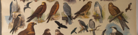Uilen en Roofvogels