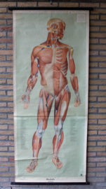 Spieren voorzijde