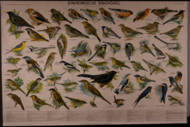 Zangvogels