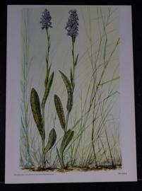 6 Plaatjes Botanisch