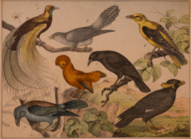 Schreiber Wielewaal Paradijsvogel