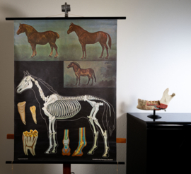 Paard