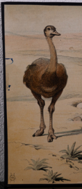 Struisvogel