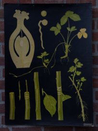 Vegatieve voortplanting