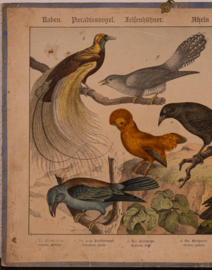 Schreiber Wielewaal Paradijsvogel