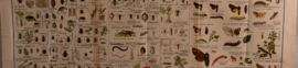 Schadelijke insecten