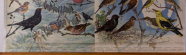 Zangvogels stand en trekvogels