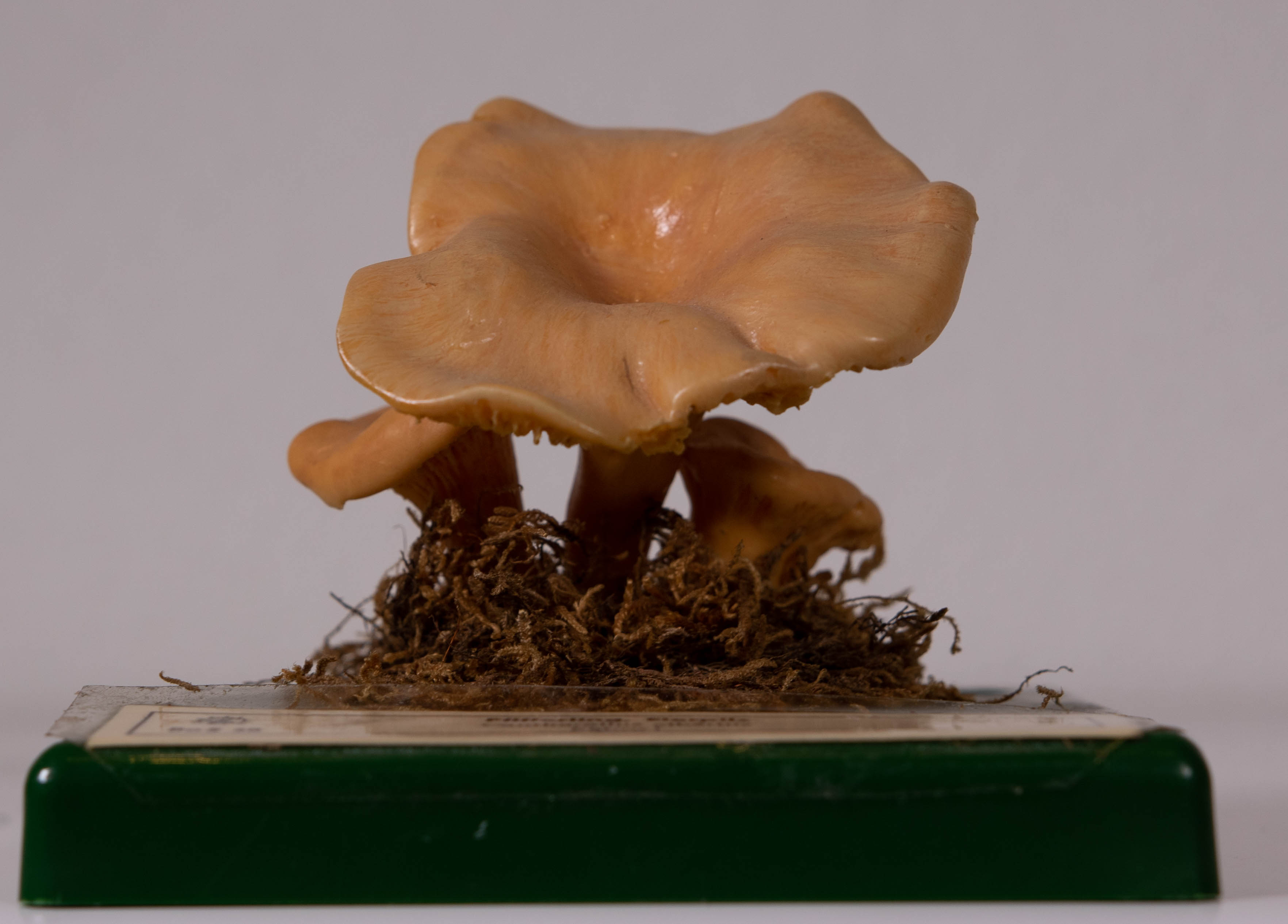 Cantharellus Cibarius