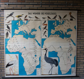 Het wonder van de vogeltrek