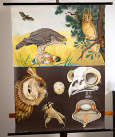 Roofvogel  en Uil       Litho