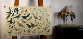 Zangvogels 1