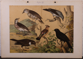 Schreiber Pestvogel, Beflijster, Goudvink en Appelvink