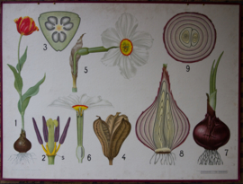 Tulp Narcis