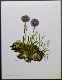 4 Schoolplaatjes    Botanisch  2