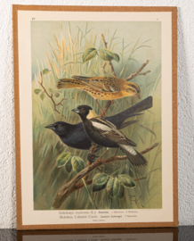 Bobolink + Bruinkopkoevogel